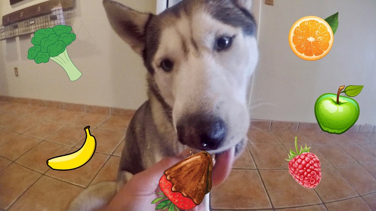 Husky Trying Fruits & Vegetables With Peanut Butter! WILL HE EAT IT NOW?!