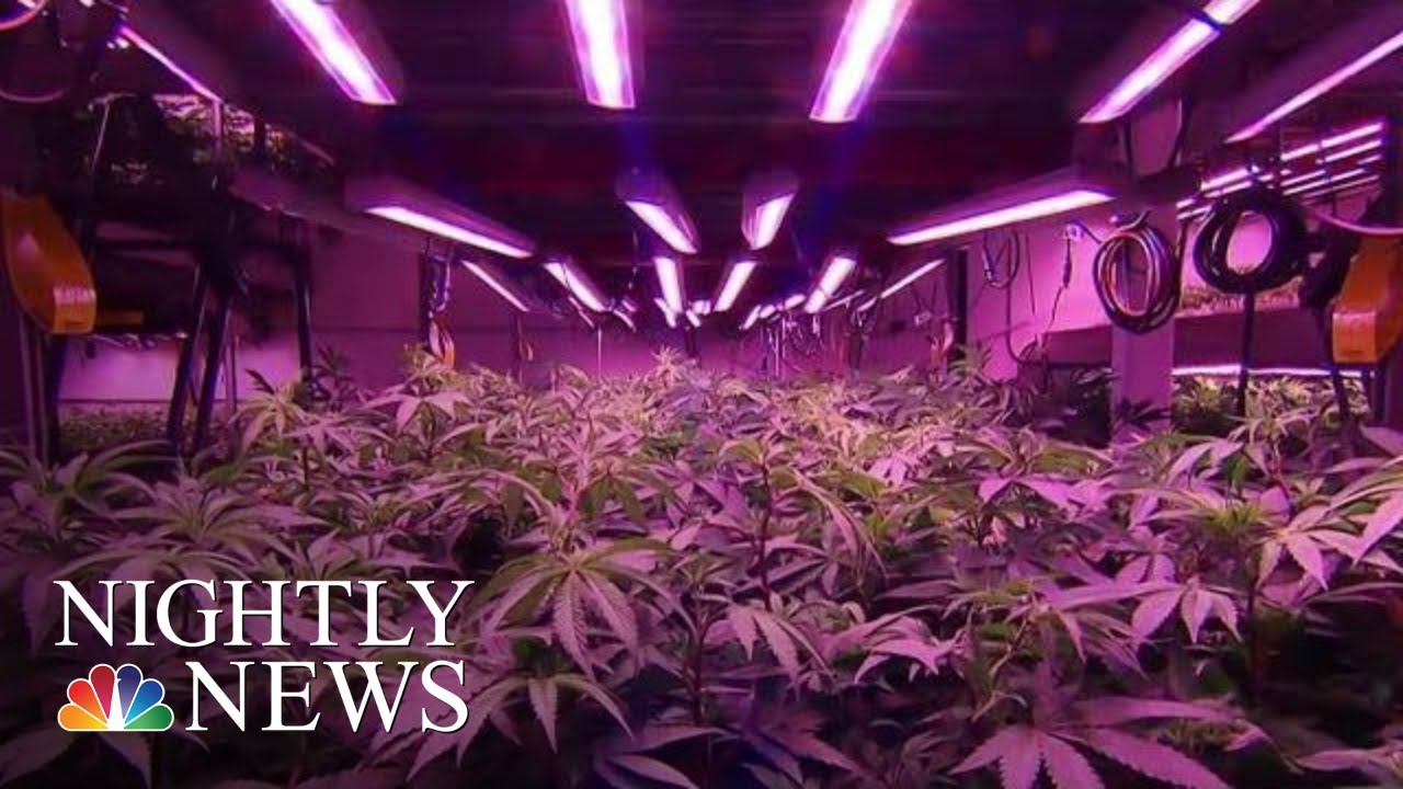 Canada Now World&rsquo;s Largest Legal Marijuana Marketplace | NBC Nightly News