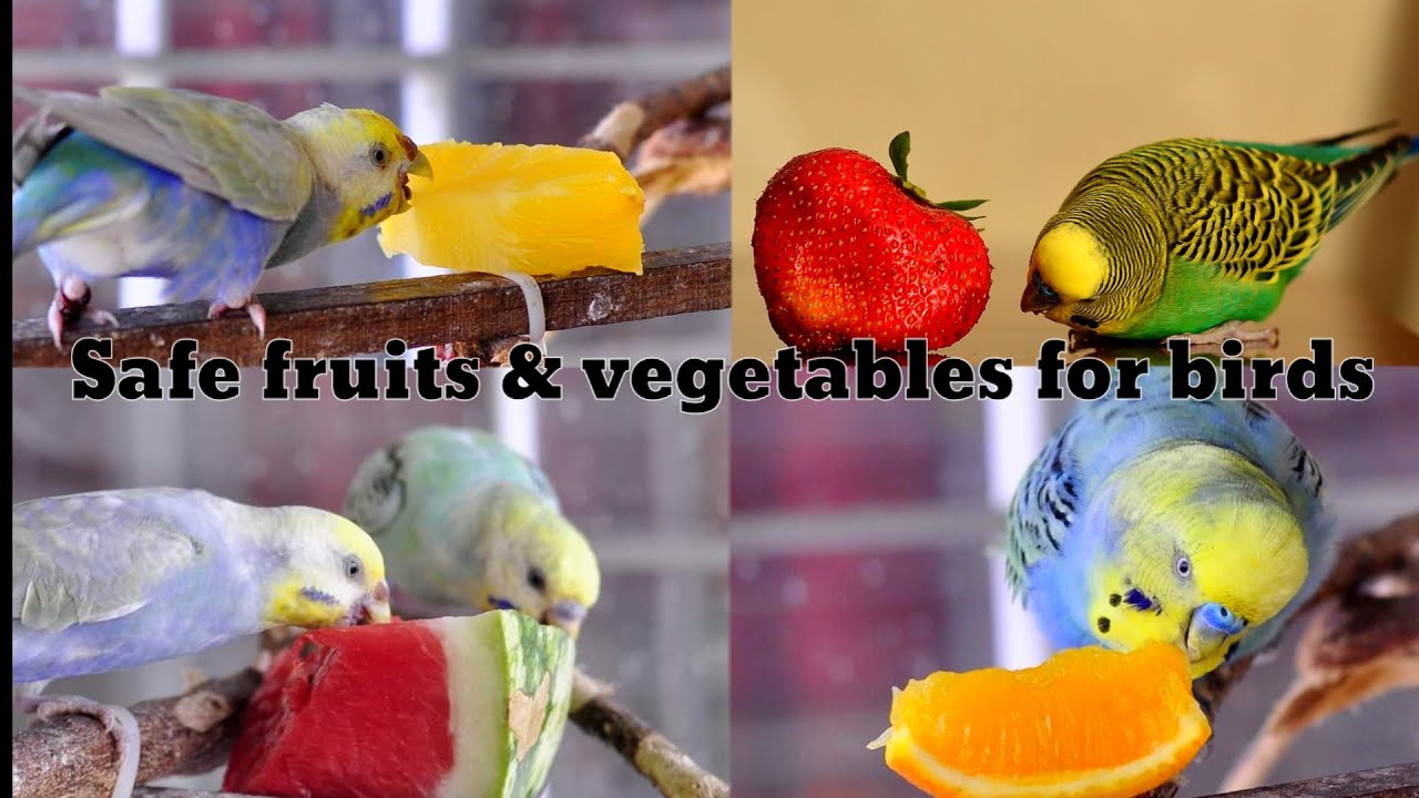 Safe fruits & vegetables for birds