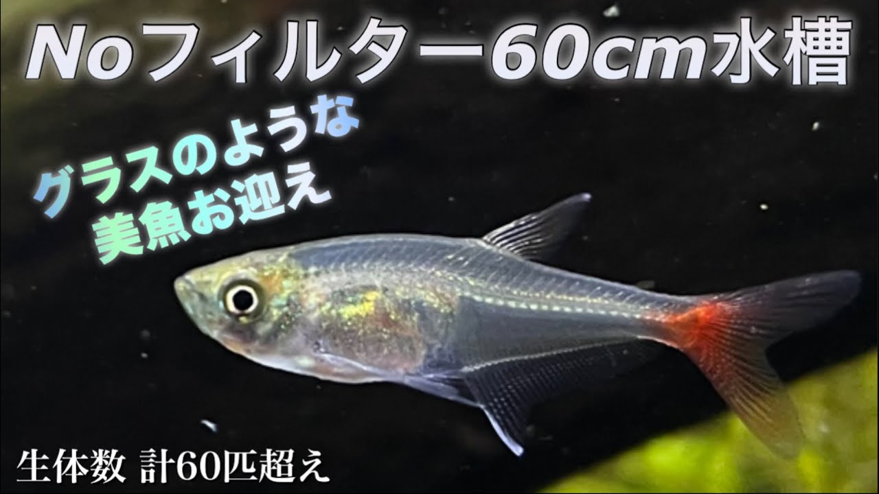【10匹追加導入】過密水槽に「グラスブラッドフィン」を生体導入してみた
