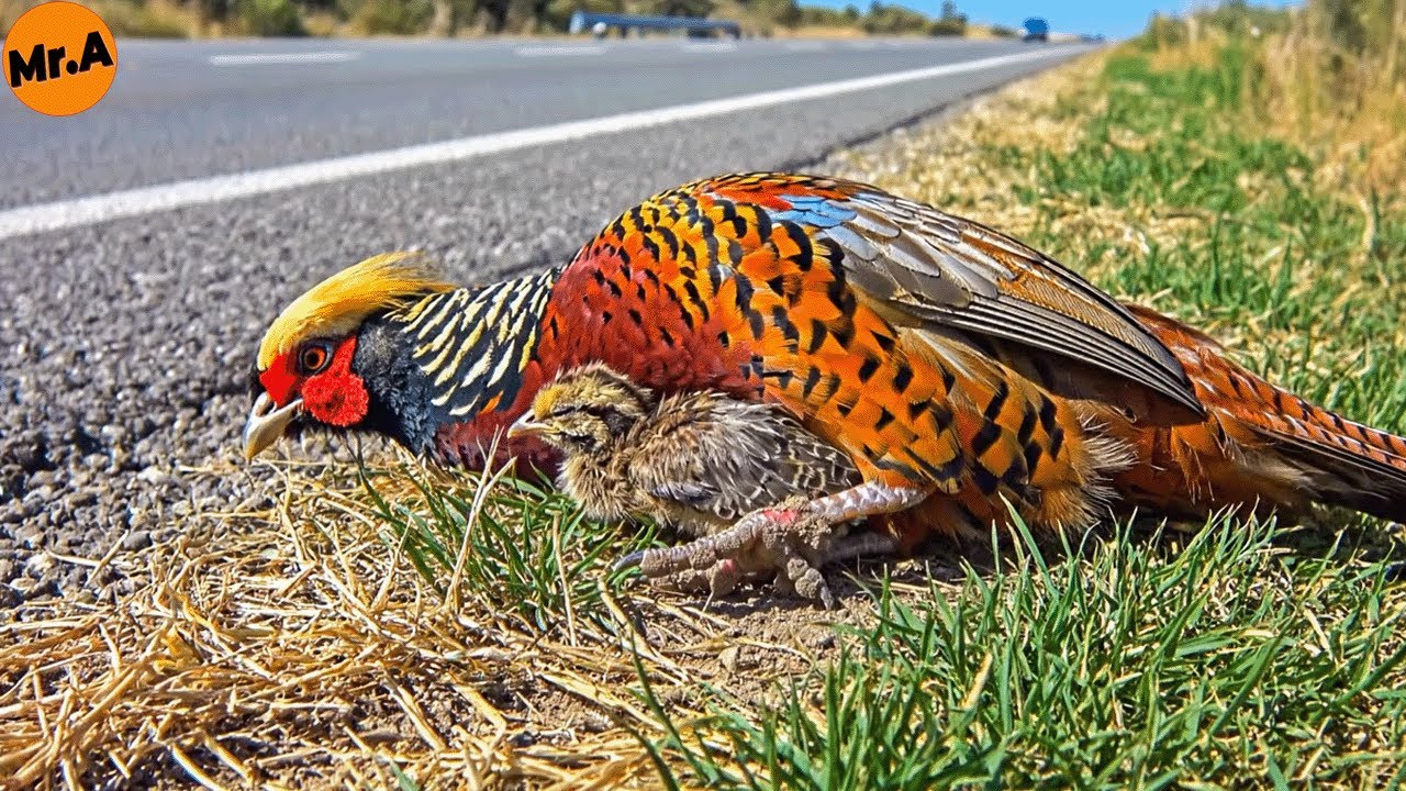 Heartbreaking Rescue of an Injured Golden Pheasant Mother by the Roadside