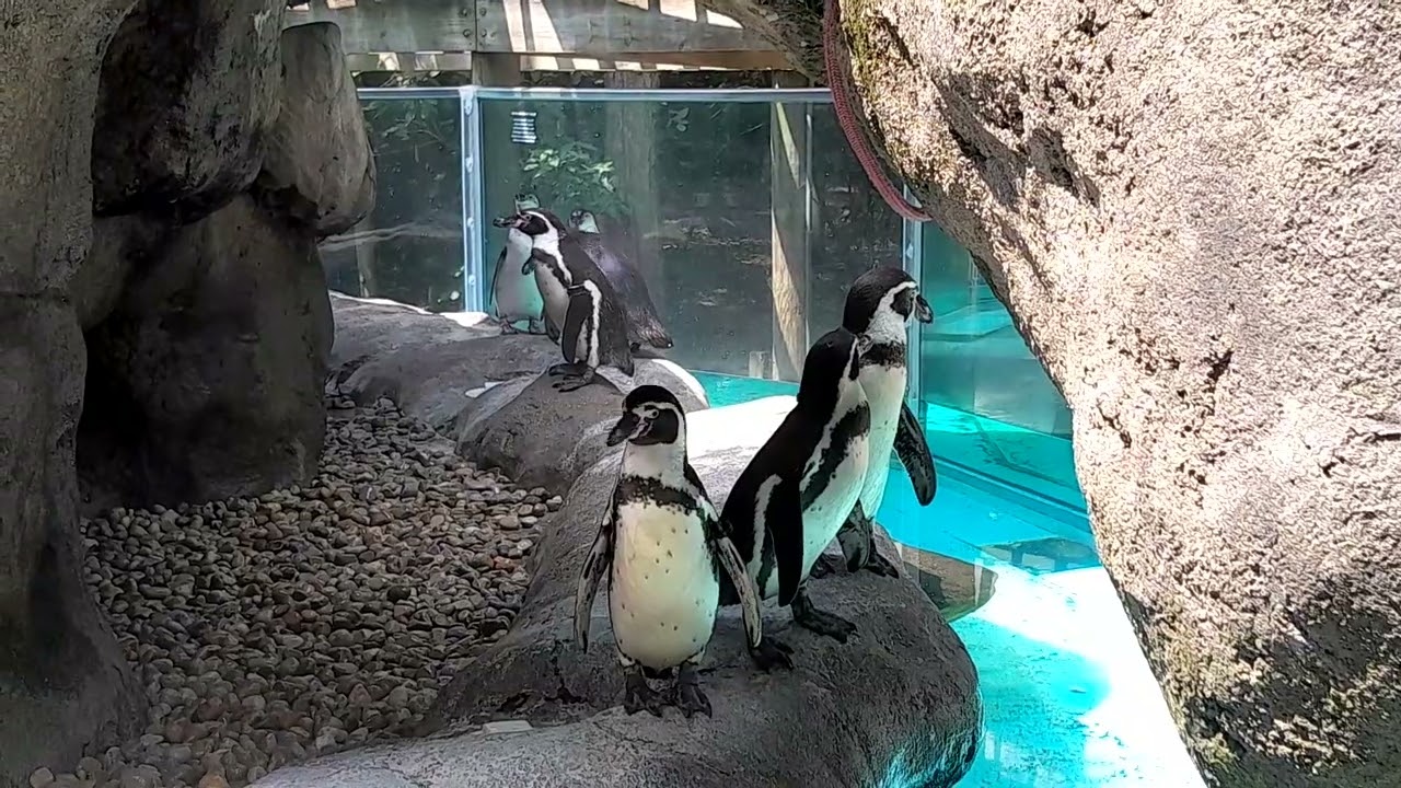 American Children challenging with Penguins at Ohio Zoo  America