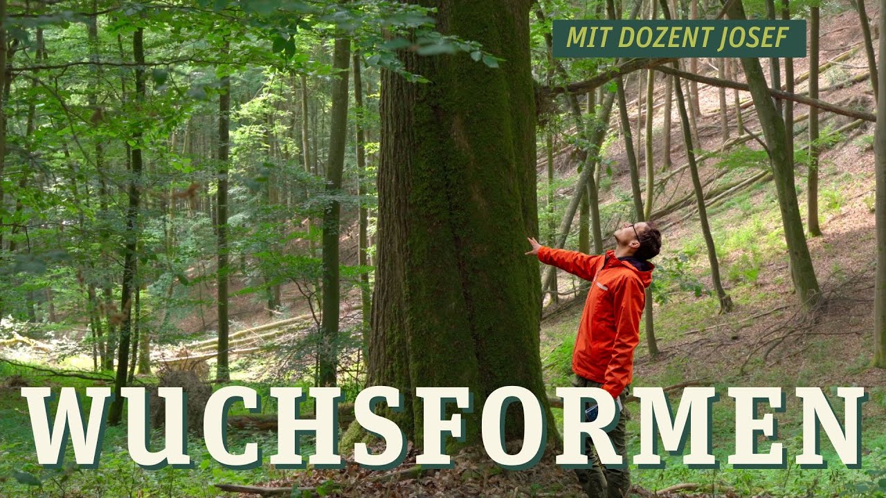Wuchsformen von Bäumen: Entdecke die faszinierende Vielfalt der Baumstrukturen!