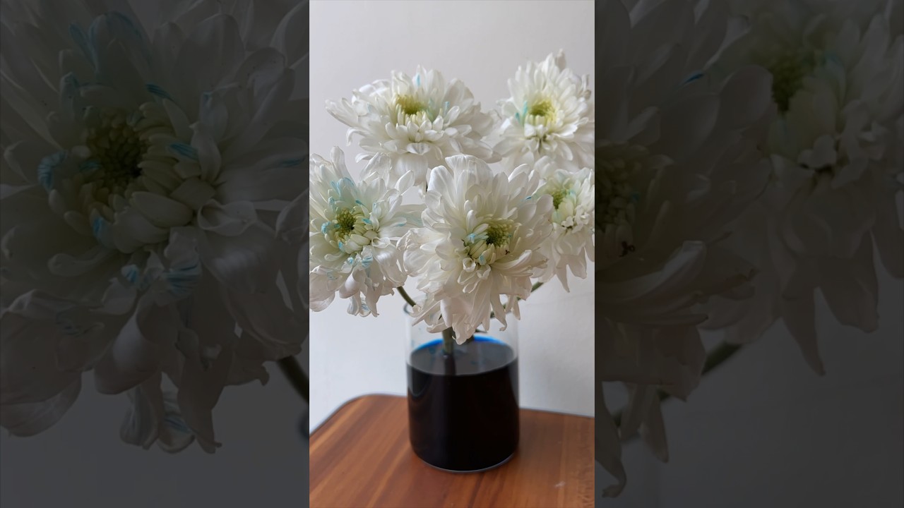 The Color Changing Flower Experiment 
