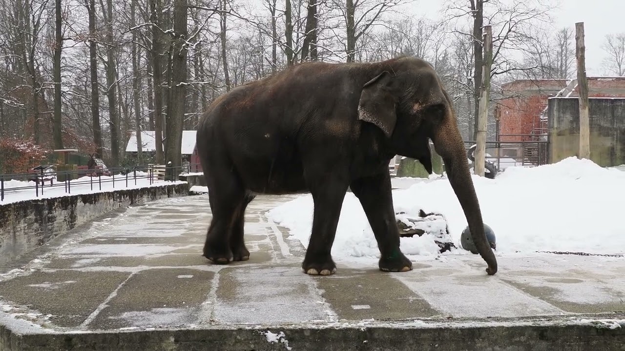 Asian elephant; snow