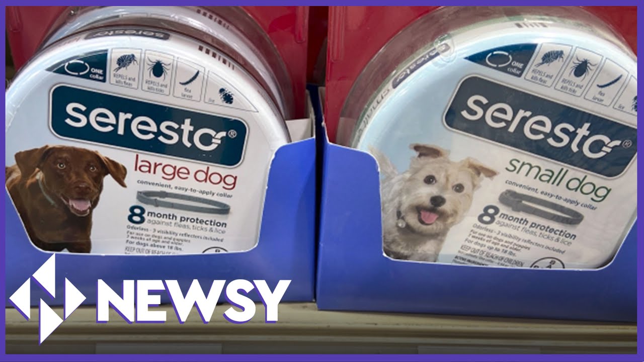 Seresto Dog Collar Under Fire For Alleged Cover-Up