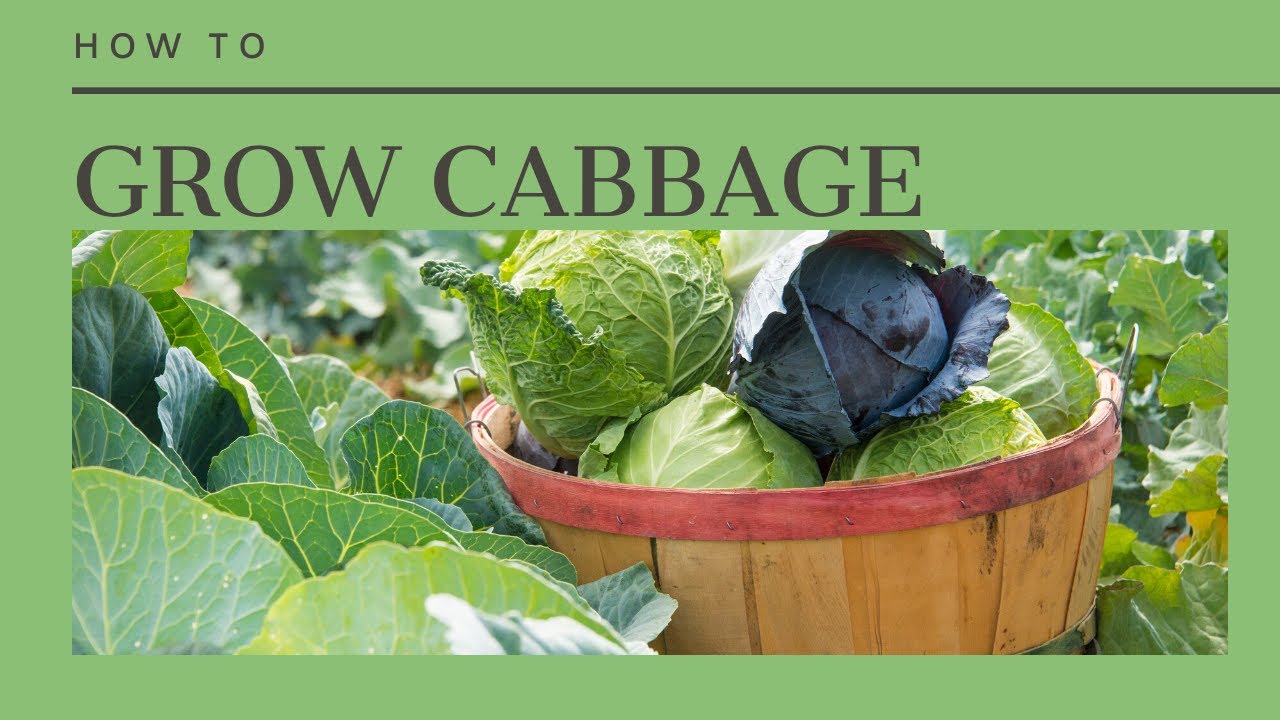 How to Grow Cabbage- From Seed to Harvest