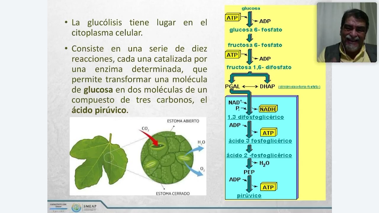 Respiración + Fotosísntesis en la producción Agrícola | Con Dr. Carlos Castillo