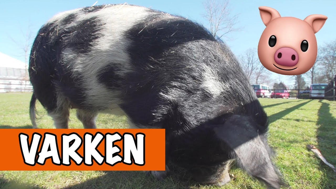 Kune-Kune varken | DierenpraatTV