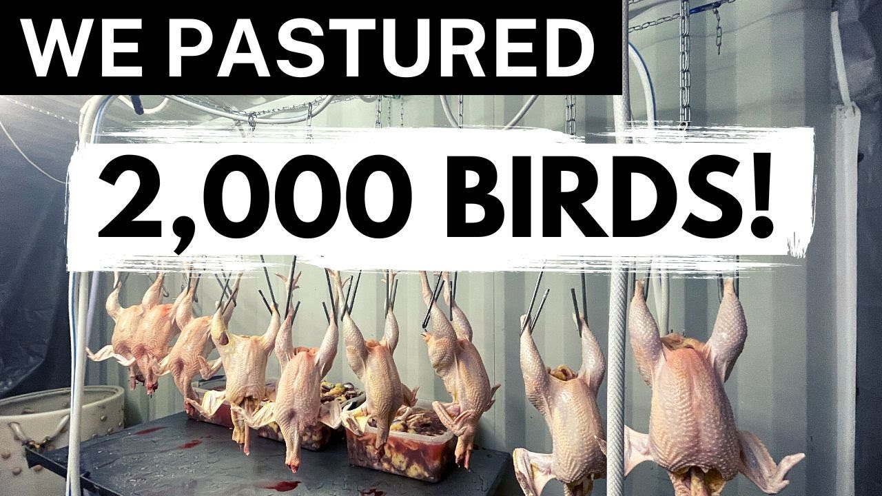 How To Pasture Raise Chickens In Tractors | From Brooder To Freezer