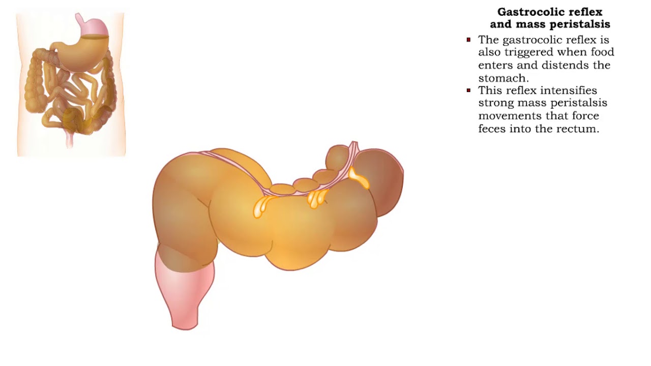 Haustral churning, Gastrocolic reflex and mass peristalsis & Defecation