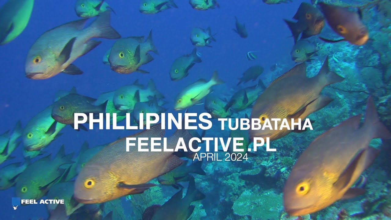 Tubbataha 24 nurtowanie Filipiny