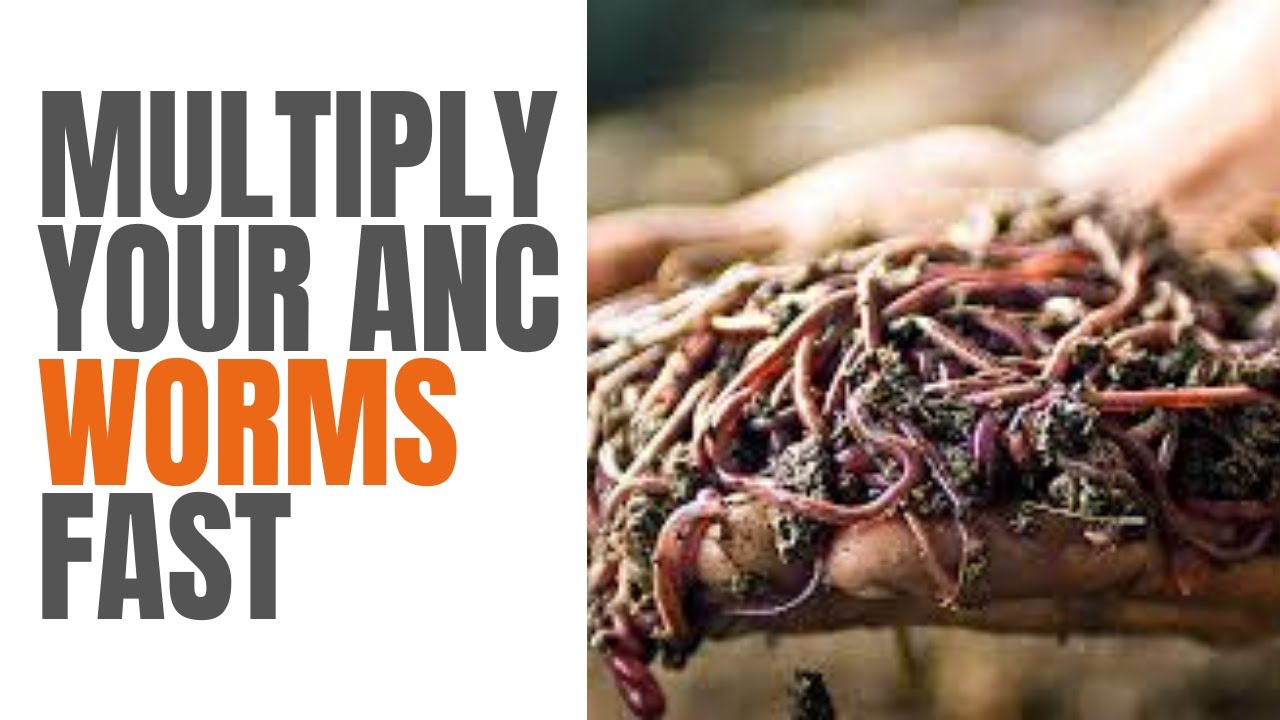 AFRICAN NIGHT CRAWLERS: How to Multiply Your ANC Worms at Exponential Rate, Vermiculture Secrets