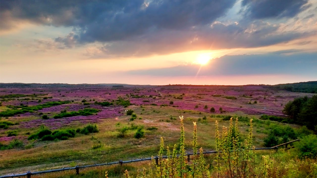 Wrzosowiska w Okonku - rezerwat przyrody