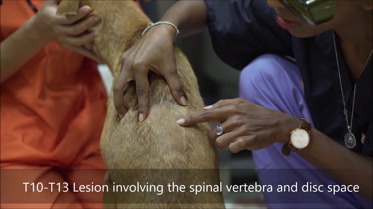 *OMG!!!* Paralyzed dog walks again!