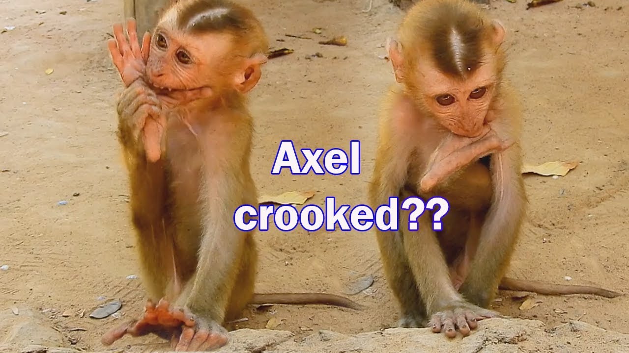 I think this is the main reason that owner abandon baby monkey Axel-What problem of him