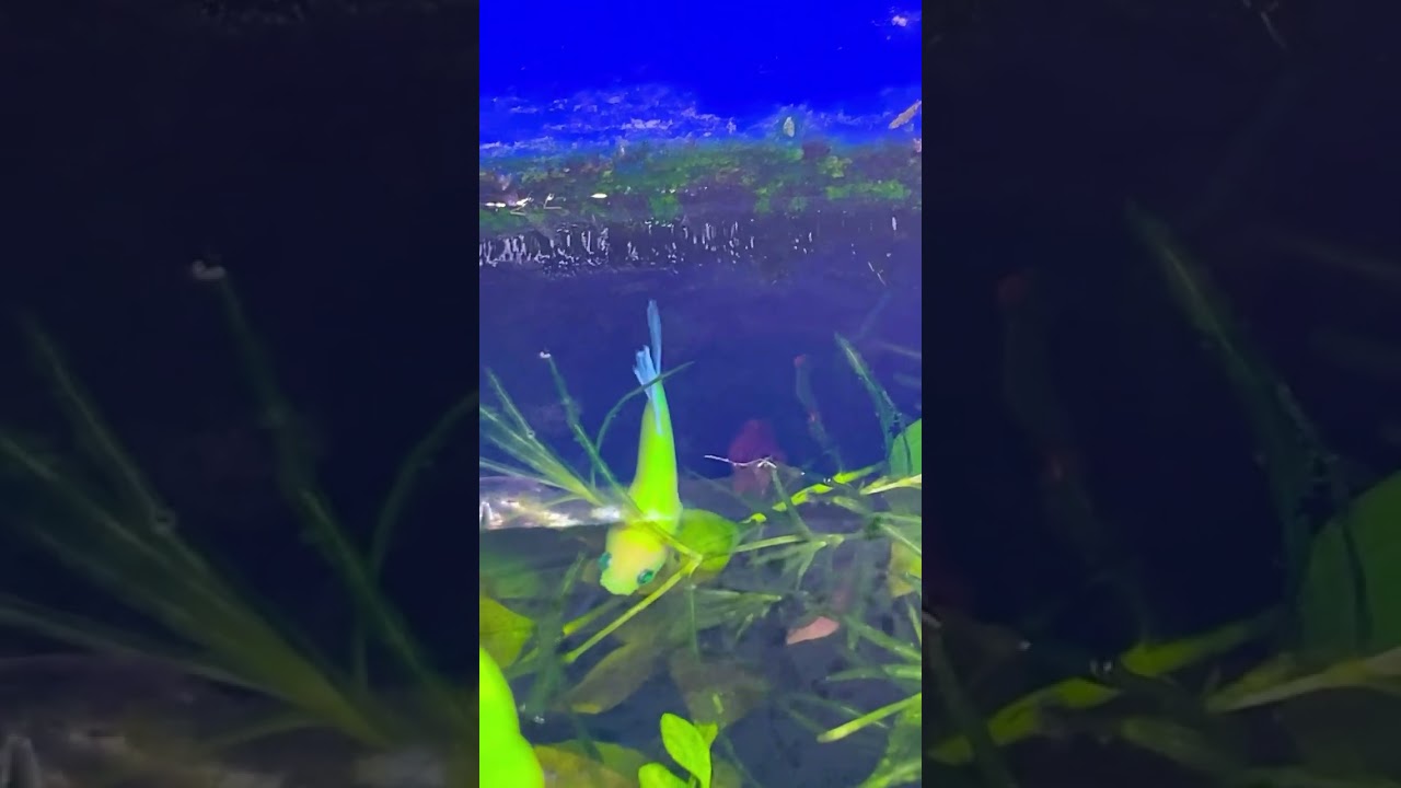 #bettafish #betta #rarebetta #aquarium