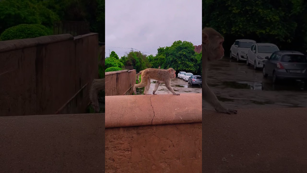 rhesus monkeys on patrol at Agra Fort!
