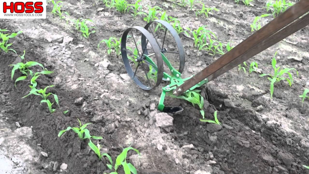 Hilling Corn with the Double Wheel Hoe | Easy #growyourownfood #gardening