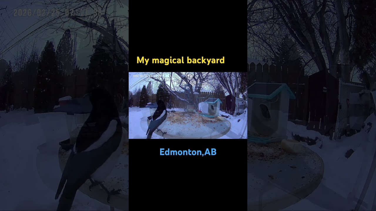 Jeszcze moje podw&oacute;rko.. #edmonton #winterbirds #canadiancity #poland