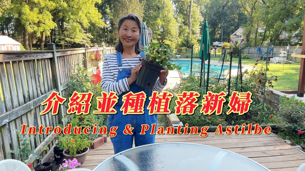 [華園花道】介紹並種植落新婦｜Introducing And Planting Astilbe