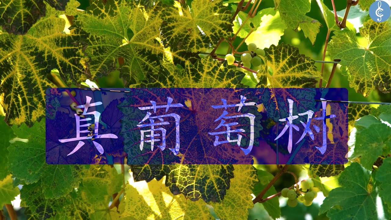 补充本135 真葡萄树