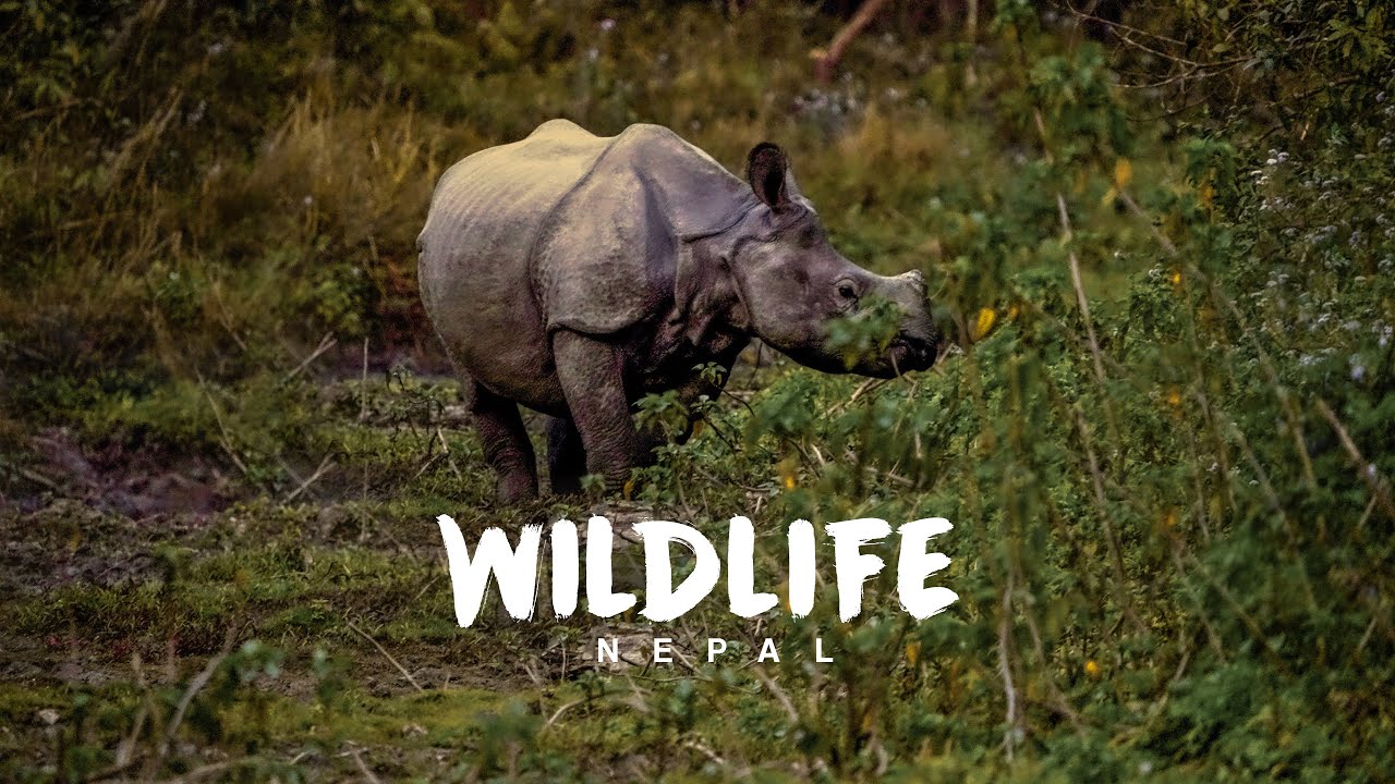 A Short Wild life Story - Nepal