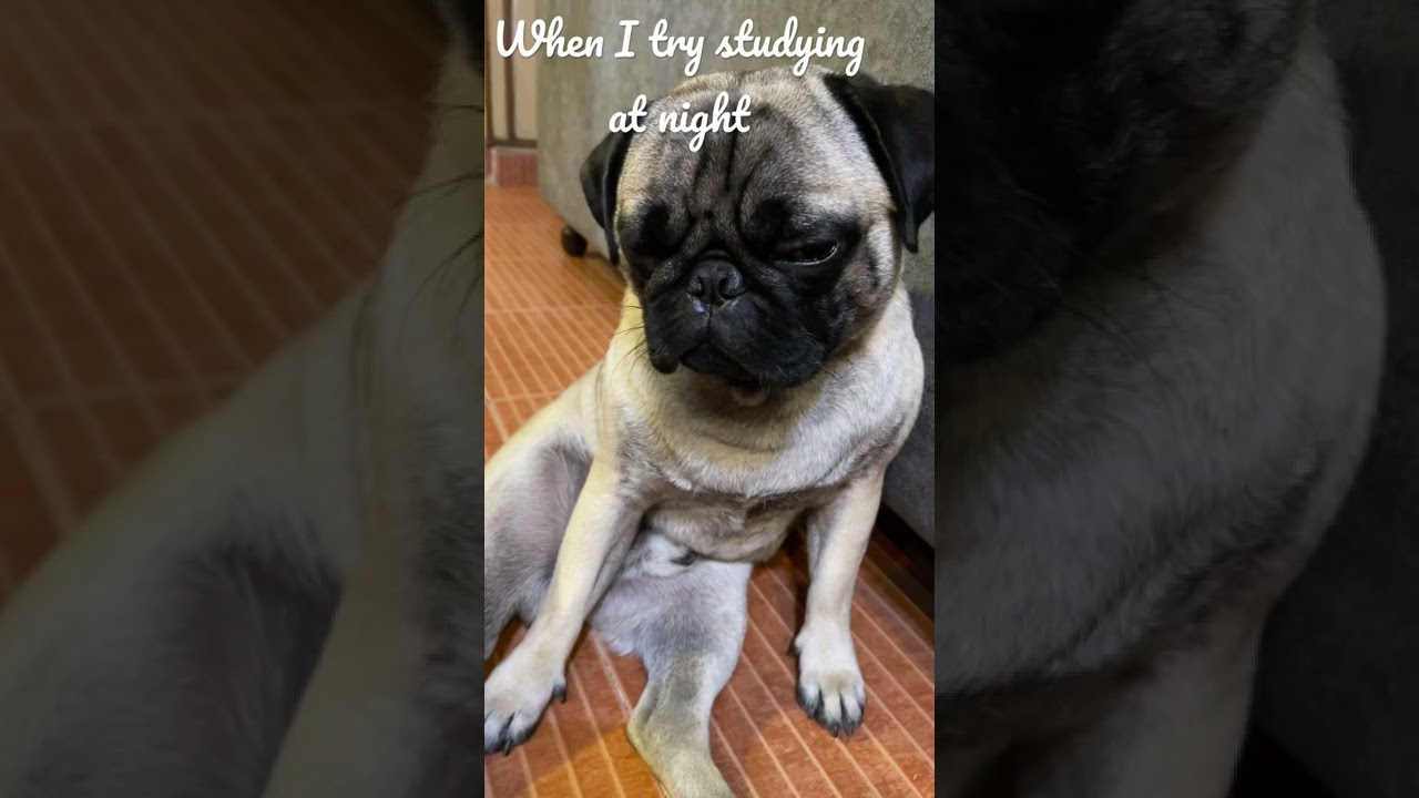 Sleepy Pug | Buddy Cute Compilation | Our Royal Furry Friend |