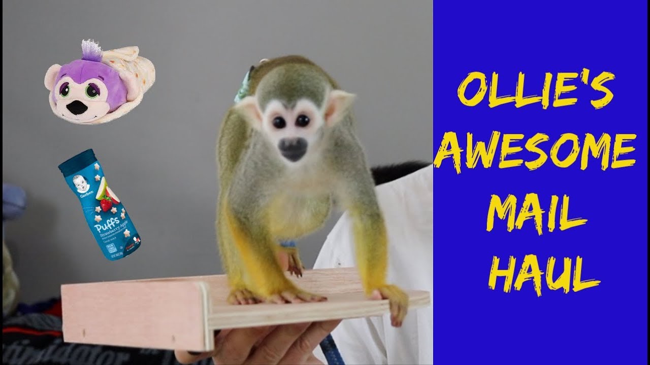 Pet Squirrel Monkey Baby oLLie Plays in Awesome Mail Haul