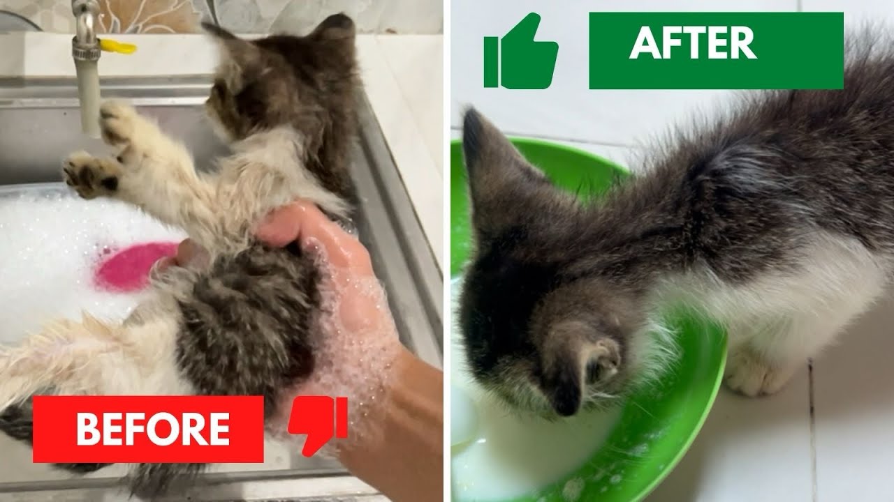 Street Kitten Rescue: Bathing, Caring, Feeding, and Providing Comfort