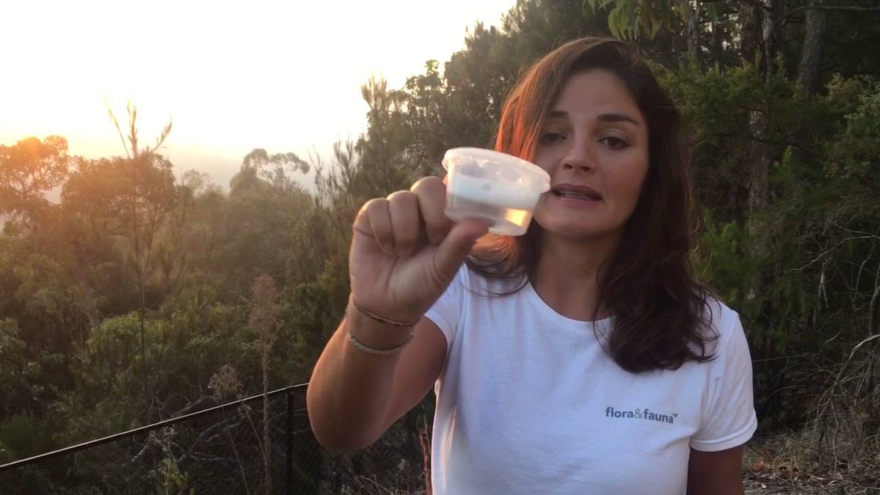 What are soap berries and how to use them?