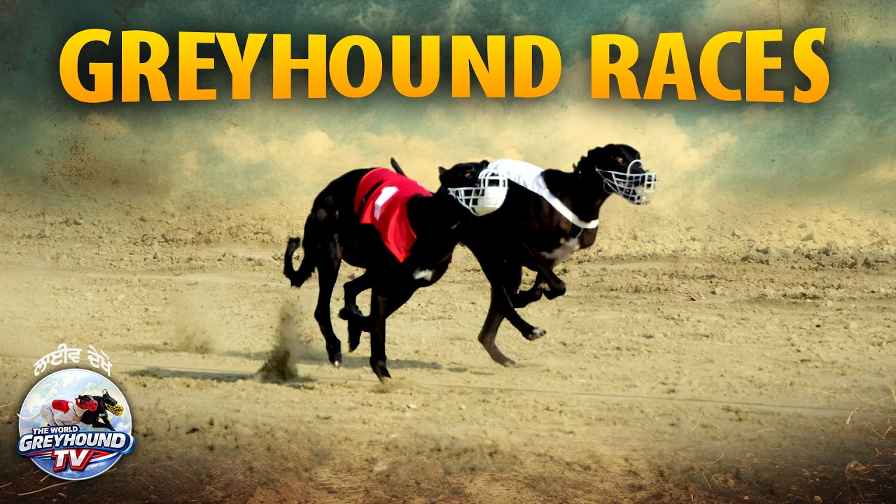 🔴LIVE | WORLD GREYHOUND DOG RACING | FLAT RACE 440 Feet 2026/02/17 #39