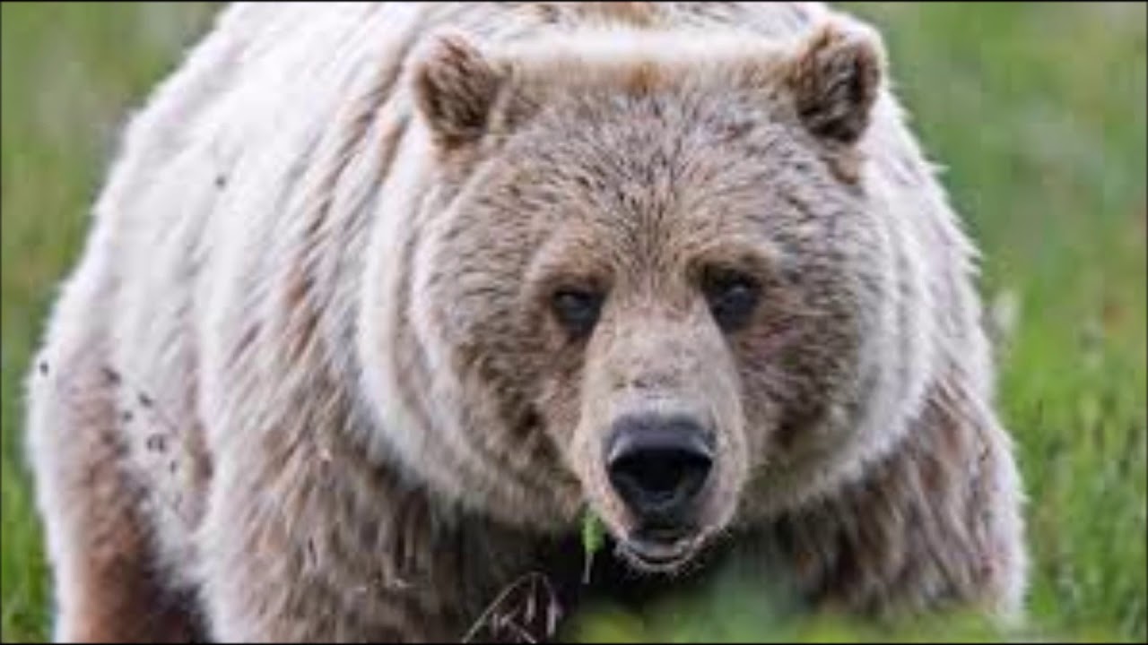 Grolar Bear