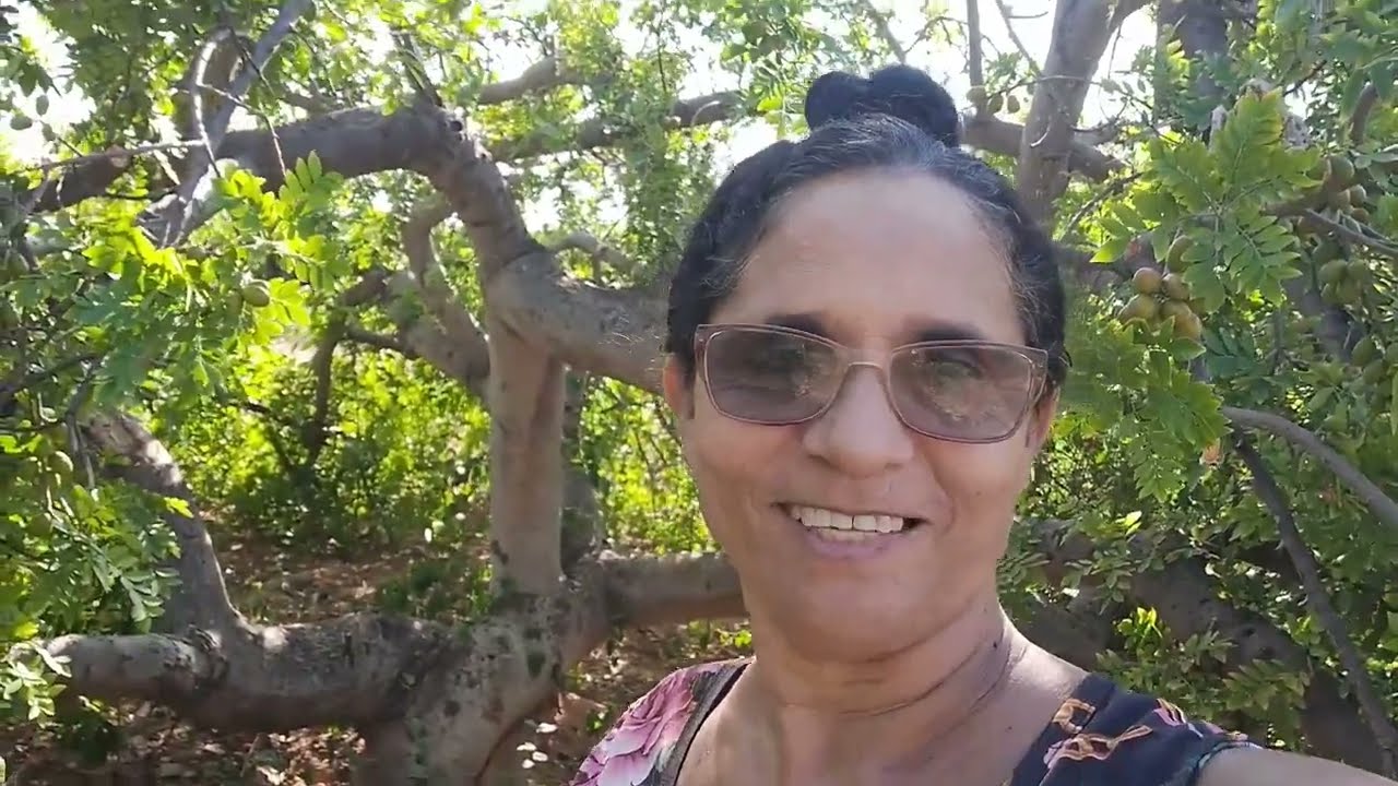 Safra da ciriguela em Mamoeiro Sertão Nordestino 
