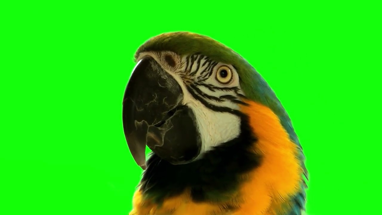Parrot Green Screen Video || Bird Clip || Chroma Key || Content For Creators