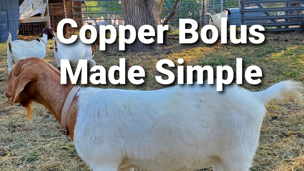 Copper Bolus Goats Made Simple vlog 27