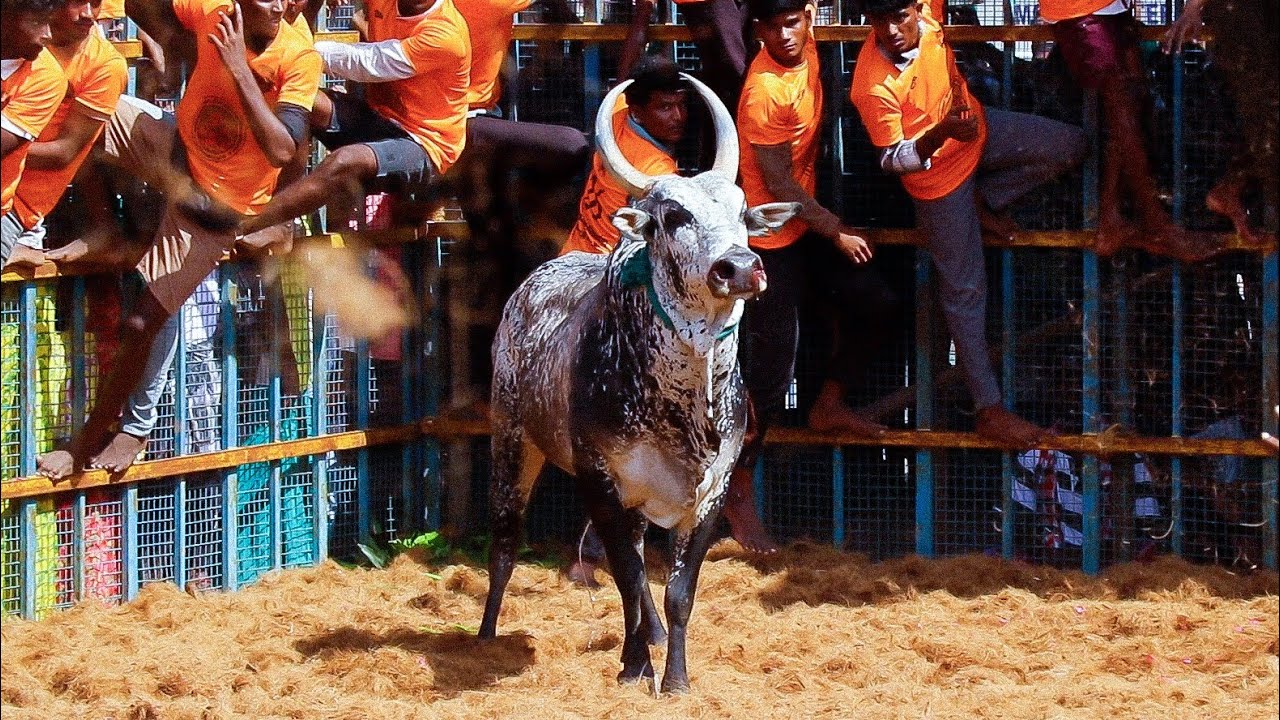 2026 பெரியகுரும்பபட்டி ஜல்லிக்கட்டு Hilights, PeriyaKurumbappatty Jallikkattu 2026