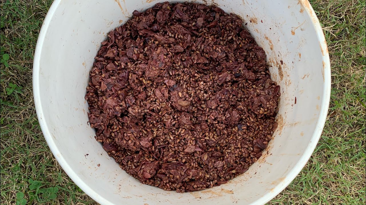 Processing grape seeds