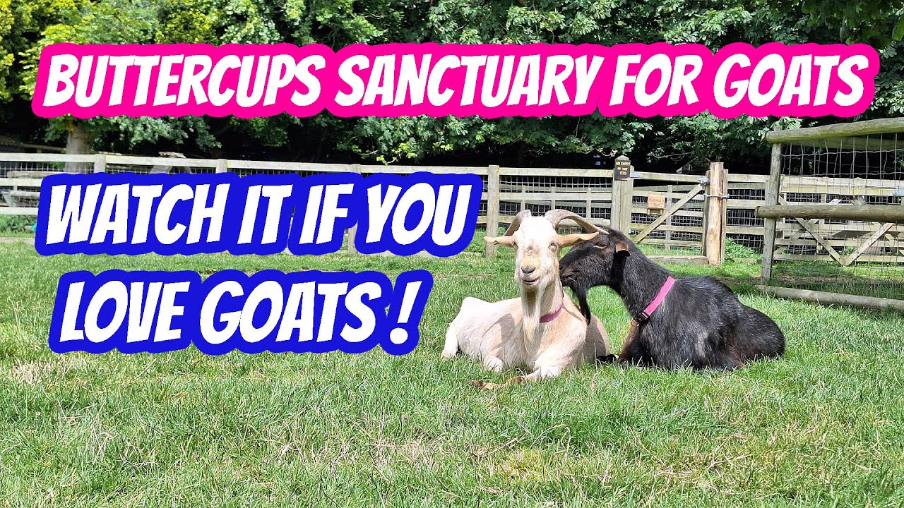 Buttercups Sanctuary For Goats ! MUST VISIT !