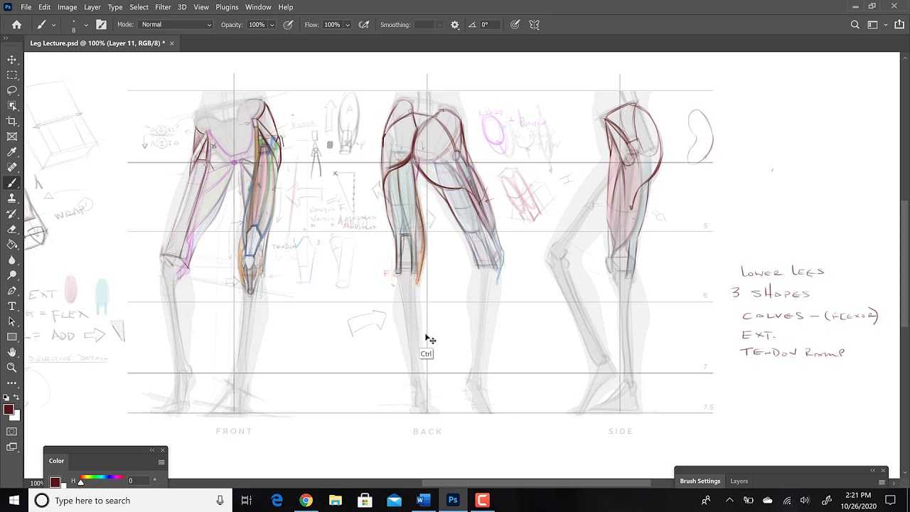Anatomy of the Lower Leg