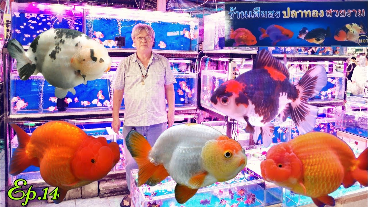 ร้านเฮียฮง ปลาทอง​สวยงาม​(Gold​fish)​🐟​Ep.14