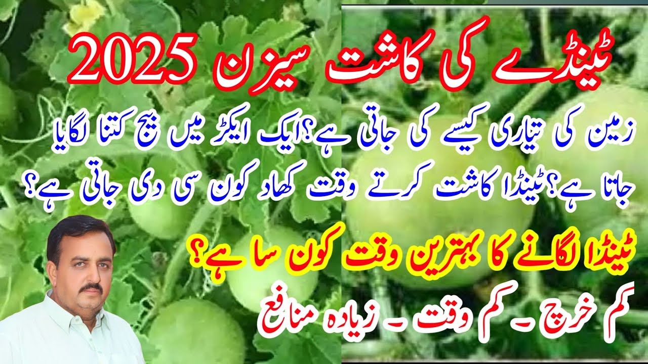 Tinda ki kasht kaise karen || tinda ki kheti kaise karen || tinday ki farming ||tinda farming 2025