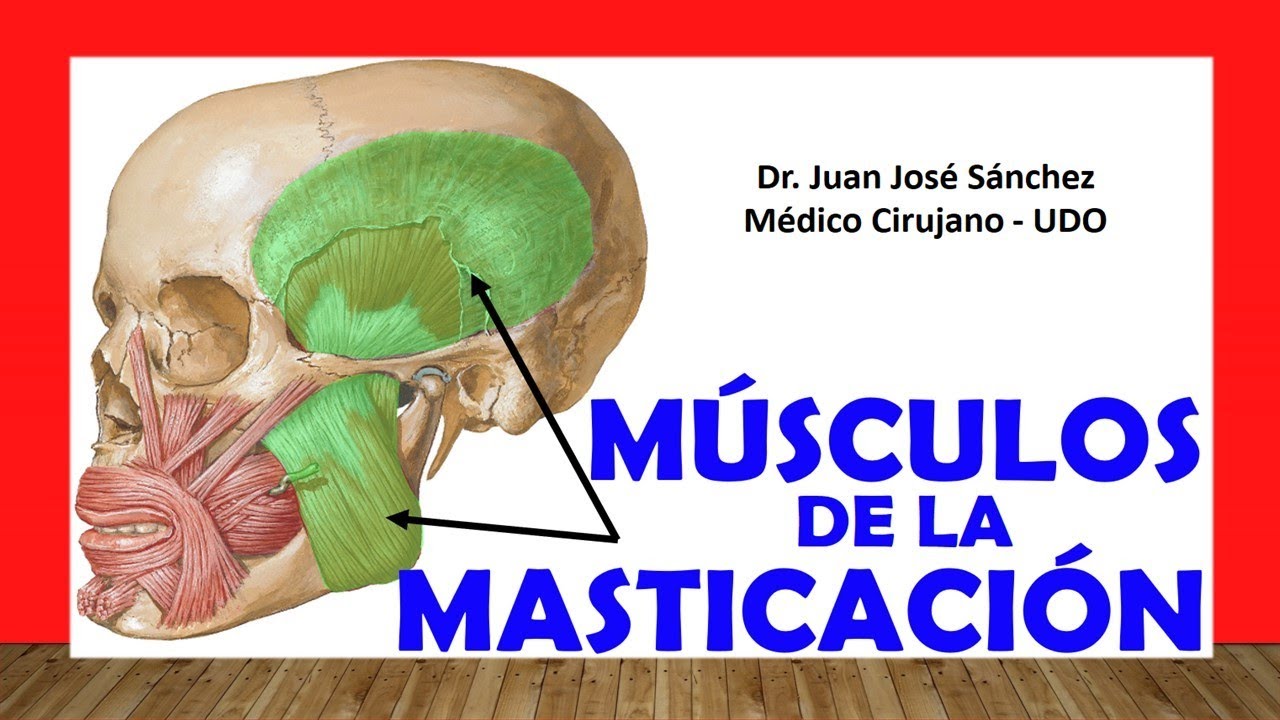🥇 M&Uacute;SCULOS MASTICATORIOS. F&aacute;cil, R&aacute;pidos y Sencillos