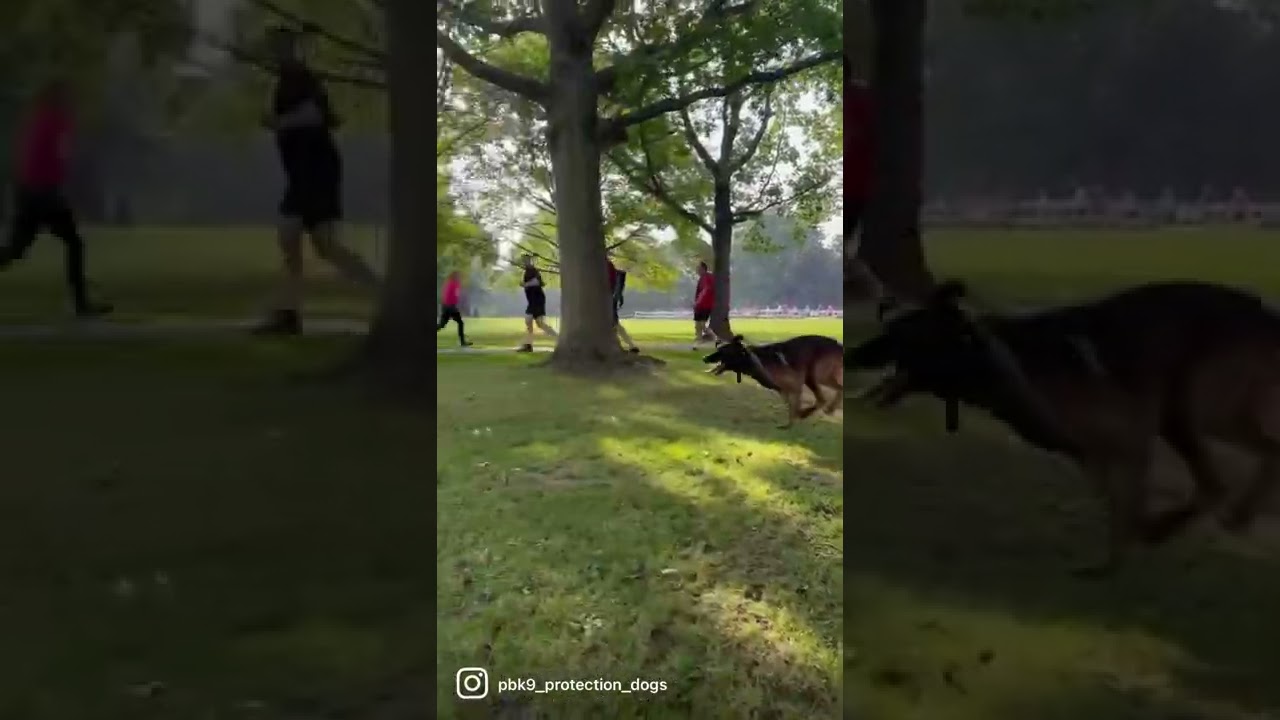 #protectiondog