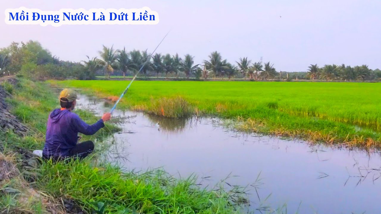 Câu Cá Rô Đồng , Phát Hiện Ruộng Lúa Cá Nhiều Kinh Khủng Thả Mồi Xuống Là Dứt Liền