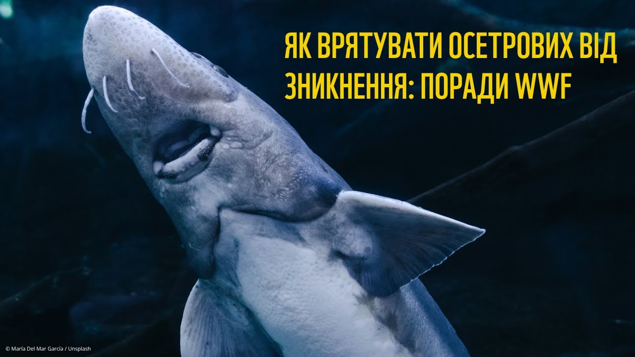 Як врятувати осетрових: поради WWF
