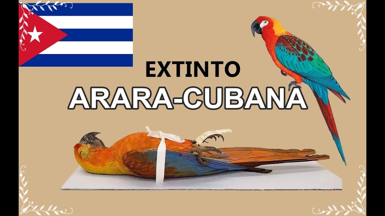 A extinta Arara-Cubana (Ara Tricolor) ou Arara-Vermelha-de-Cuba
