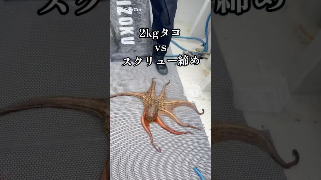 2kgタコvs スクリュー締め #釣り #タコ釣り #釣り初心者
