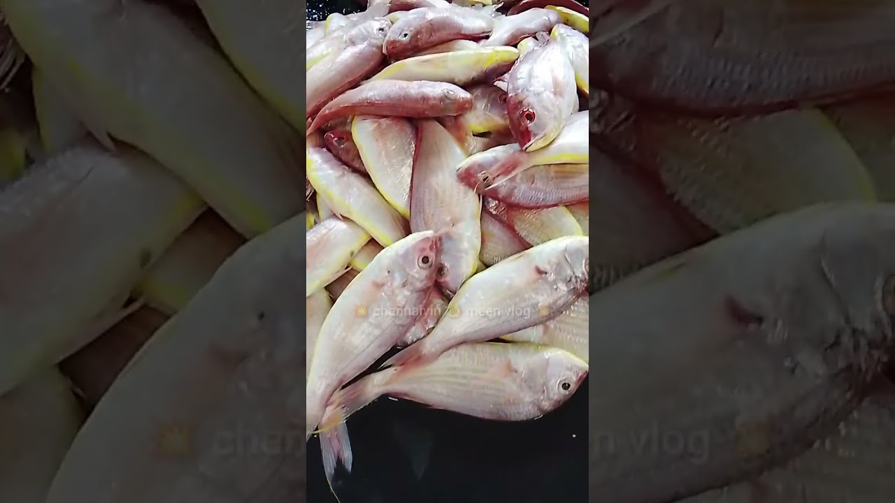 💁🐬 Vanagaram fishmarket💥