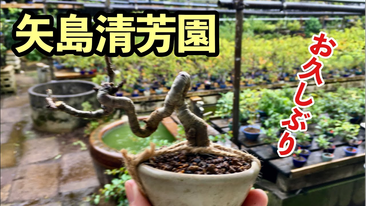 Yakuoku Bonsai exposição relacionada 1933 grande livro raro falecido Sr. Saburo Akutsu 